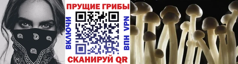 где найти   Велиж  Галлюциногенные грибы мухоморы 
